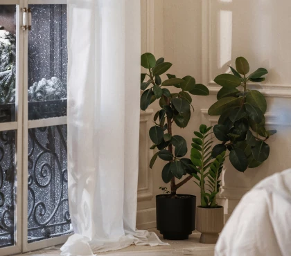 zamiokulkas inspiracje